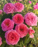 Time After Time Rose