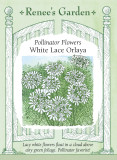 Orlaya White Lace Grandiflora