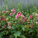 Images and plant information courtesy of Waltersgardens.com