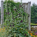 Images and plant information courtesy of Waltersgardens.com