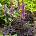 Images and plant information courtesy of Waltersgardens.com
