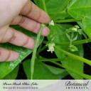 Bean Seeds, Blue Lake 274 Bush