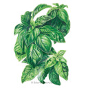 Basil Seeds, Italian Genovese, Organic