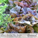 Lettuce Seeds, Butterhead Marvel of Four Seasons, Organic