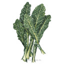Kale Seeds, Lacinato Dinosaur, Organic