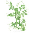 Pea Seeds,  Green Arrow Shelling