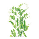 Pea Seeds, Wando Shelling