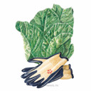 Mustard Seeds, Flordia Broadleaf