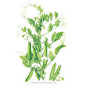 Pea Seeds, Progress #9 Shelling, Organic