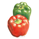 Pepper, California Wonder Sweet, Organic