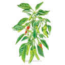 Pepper Seeds,  Shishito Chile, Organic