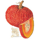 Pumpkin Seeds,  Red Warty Thing