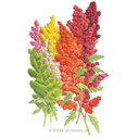 Quinoa Seeds, Brightest Brilliant Rainbow, Organic