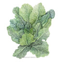 Collards Seeds, Top Bunch 2.0