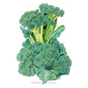 Broccoli Seeds, Di Cicco, Organic
