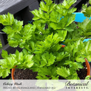 Celery Seeds,  Utah, Organic