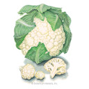 Cauliflower Seeds, Snowball Y, Organic