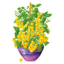 Tomato Seeds, Patio Choice Yellow Bush Cherry