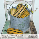 Squash Seeds, Honey Boat Delicata, Organic