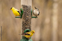 3/20 1:00  CR  Bird Feeding: Observe the Wonders of Nature  