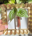 Garden Tea Party Craft - Propagation Frame