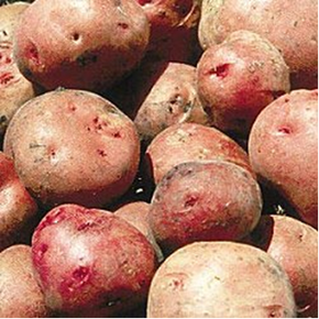 Red Pontiac Potato Bulk