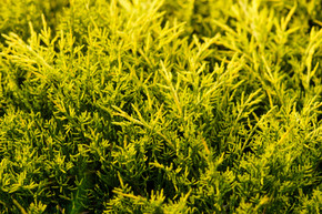 Gold Lace Juniper