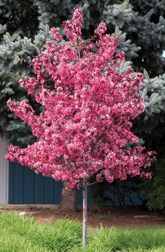 Crabapple, Royal Raindrops