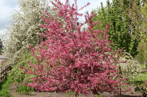 Crabapple, Royal Raindrops