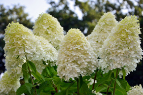 Hydrangea, Limelight