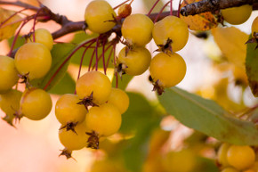 Harvest Gold Crabapple