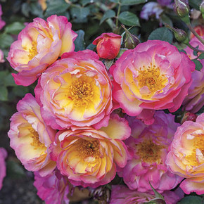 Sunset Happy Trails Rose Sunset Happy Trails Rose