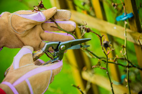 March 2 at 11:15a: Pruning 202