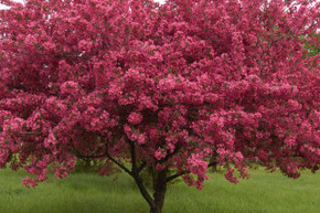 Prairifire Crabapple