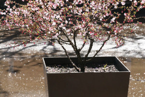 Little Twist Ornamental Cherry