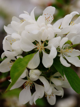 Spring Snow Crabapple