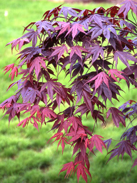 Bloodgood Japanese Maple Tree