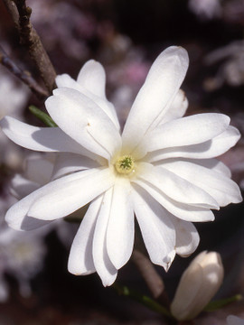 Royal Star Magnolia Tree