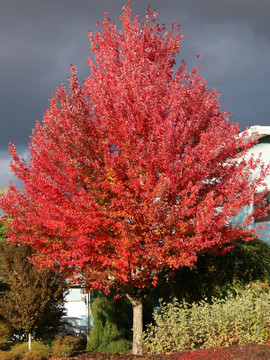 Redpointe Maple Tree