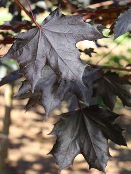 Royal Red Maple Tree