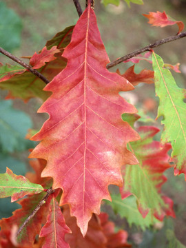 Swamp White Oak Tree