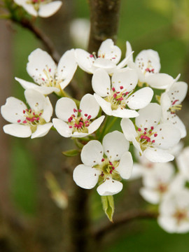 Jack Ornamental Pear Tree