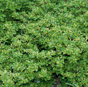 Green Mound Currant