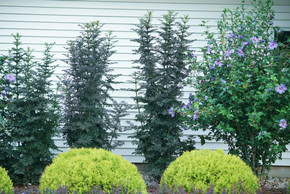 photos courtesy of Proven Winners ColorChoice Shrubs photos courtesy of Proven Winners ColorChoice Shrubs