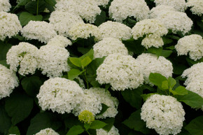 Annabelle Hydrangea Shrub Annabelle Hydrangea Shrub