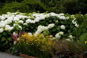 Annabelle Hydrangea Shrub Annabelle Hydrangea Shrub