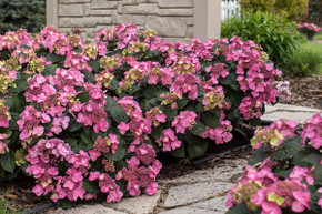 Endless Summer: Pop Star Hydrangea Shrub