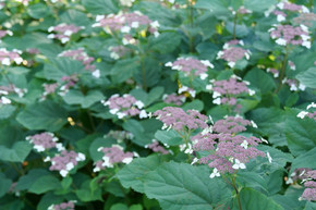 photos courtesy of Proven Winners ColorChoice Shrubs