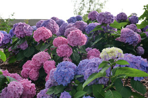 photos courtesy of Proven Winners ColorChoice Shrubs