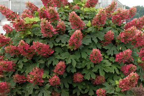 Ruby Slippers Oakleaf Hydrangea Shrub Ruby Slippers Oakleaf Hydrangea Shrub